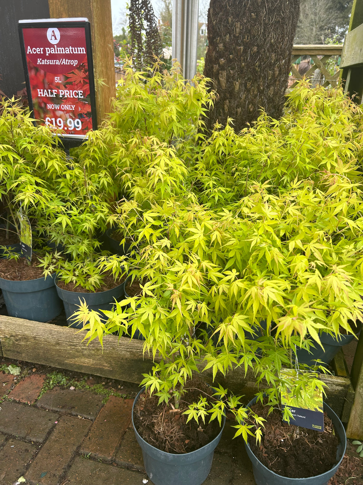 Acer Palm Katsura